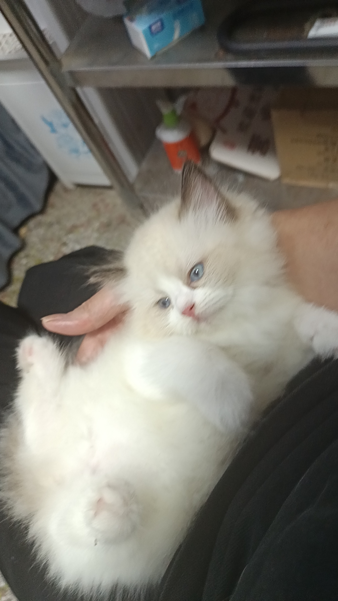 可以随便撸的布偶妹妹找主人，新脸版哦